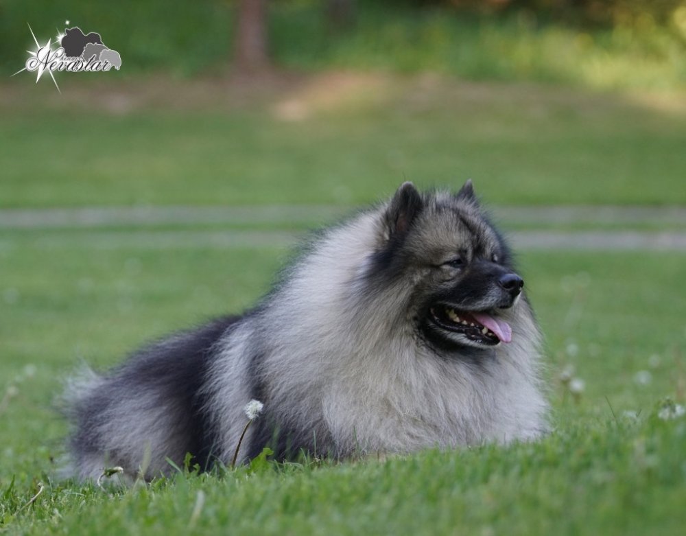 Кеесхонд (64 фото): описание породы собак немецкий вольфшпиц, характер щенков, содержание в квартире и уход, характеристика волчьего окраса