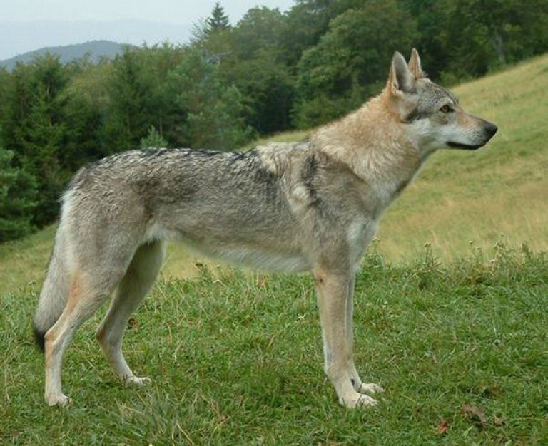 Как ухаживать за чехословацкой волчьей собакой?
