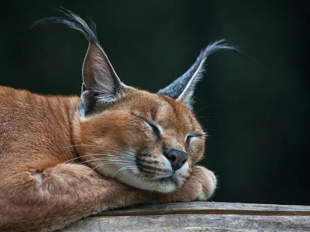 Маленькая «рысь» дома: породы кошек с кисточками на ушах