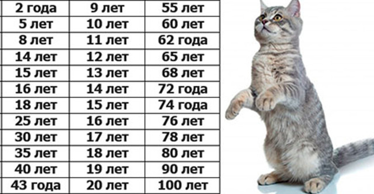 Сколько живут кошки в домашних условиях  - максимальный и средний срок жизни