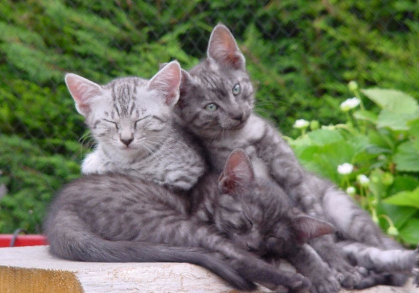 Какую породу кошек выбрать для квартиры: самые спокойные, здоровые, активные и неприхотливые питомцы