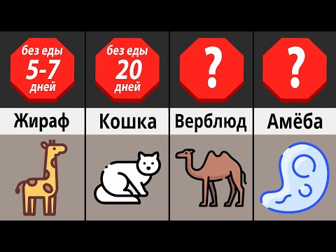 Сколько лет живут собаки: таблица по породам