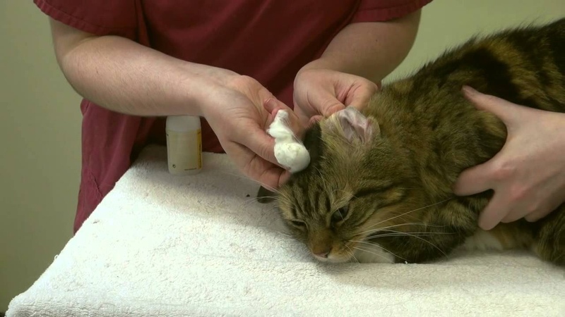 Кошки, уход за ушами кошек, распространенные болезни и способы лечения