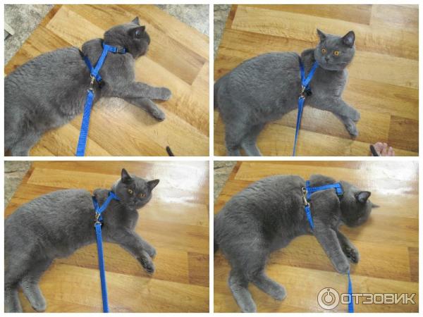 Как собрать и одеть шлейку (ошейник) на кошку для прогулки: пошаговая инструкция на фото и видео