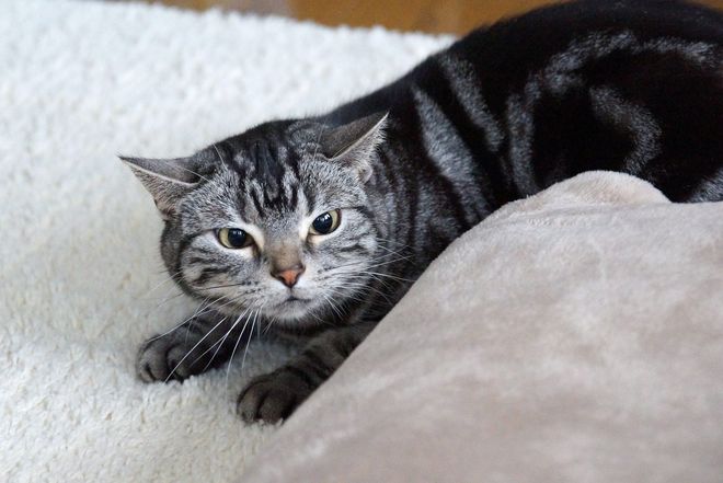 Американская короткошерстная кошка фото и цена american shorthair
