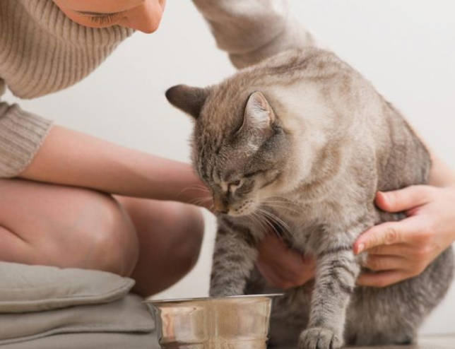 Как кормить истощённую кошку