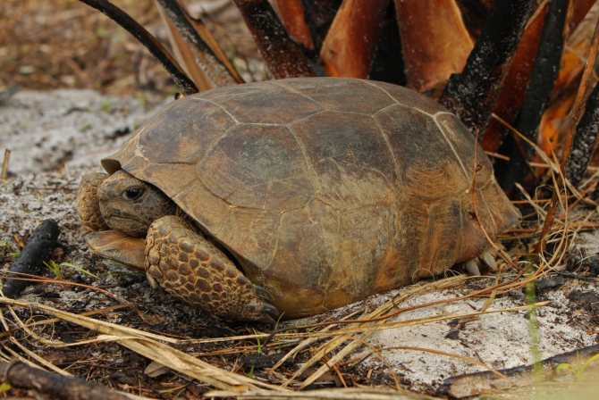 Сколько лет живут черепахи в домашних условиях и в дикой природе