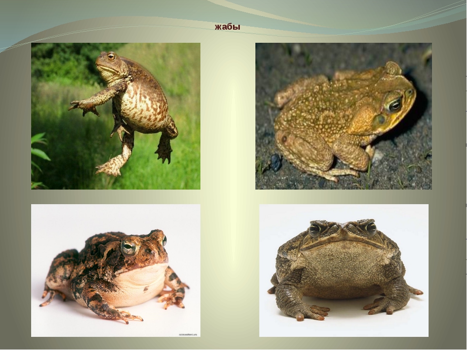 Чем отличается жаба от лягушки — основные отличия