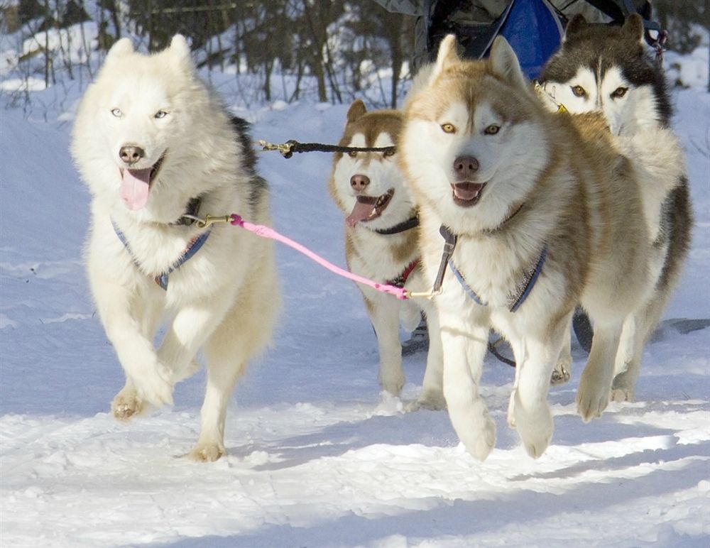 Клички северных ездовых собак мальчиков | сайт зовут zovut.com