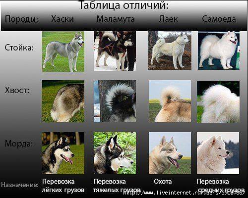 Хаски (собака): характеристика сибирской породы