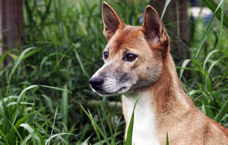ᐉ собаки с фиолетовым языком — название и описание пород, фото, цена - getzoofood.ru