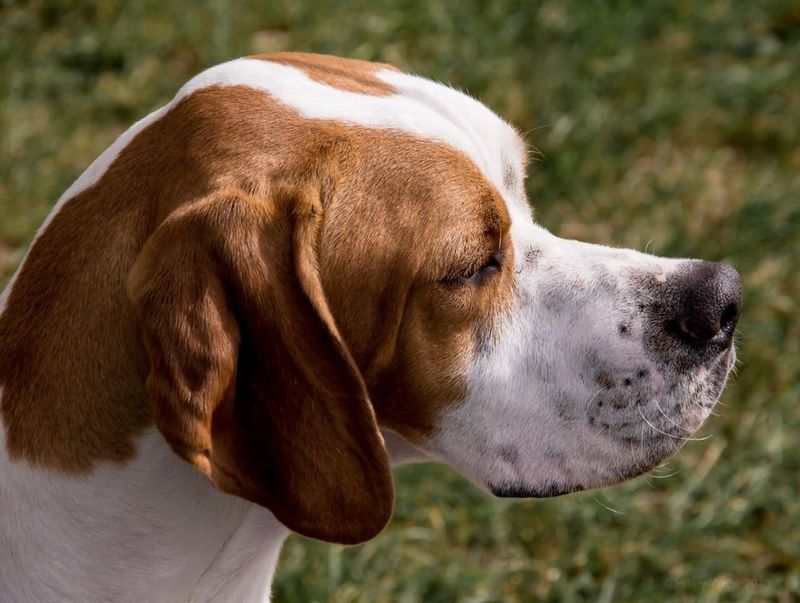 Английский пойнтер - порода собак - информация и особенностях | хиллс