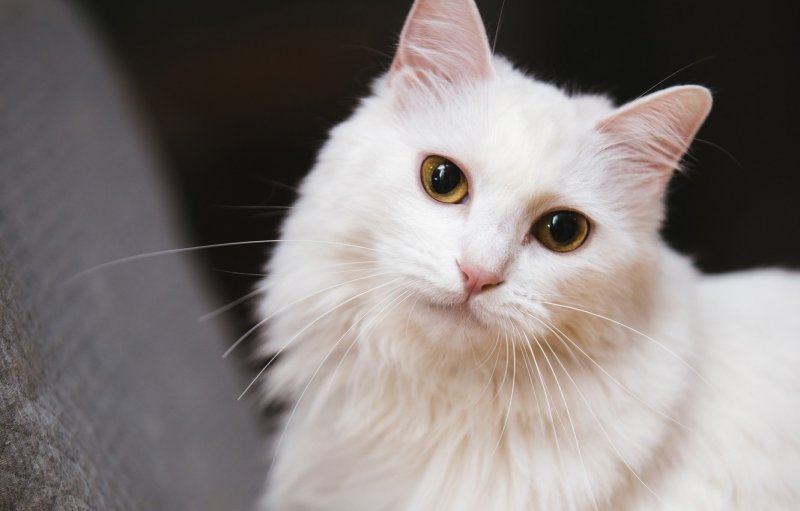 Все породы домашних кошек и котов с фотографиями и названиями: фото, описание характера - wlcat.ru
