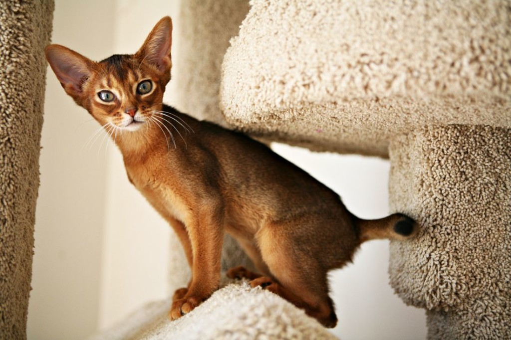 Абиссинские кошки - какие они? характер и поведение | abytriss.com