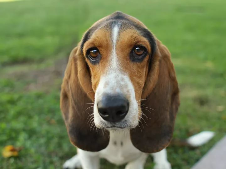 Собака с длинными ушами и грустными глазами: породы
