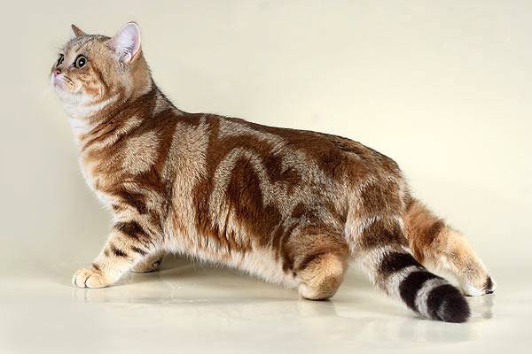 Табби окрас британцев: мраморный (мрамор), полосатый (тигровый), пятнистый - фото, стандарт окраса. табби (тэбби) британские кошки, коты, котята: (пятно, полоса, мрамор). британцы табби: британские котята, коты, кошки.