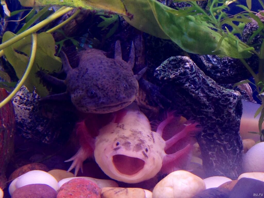 Животное аксолотль (ambystoma mexicanum)