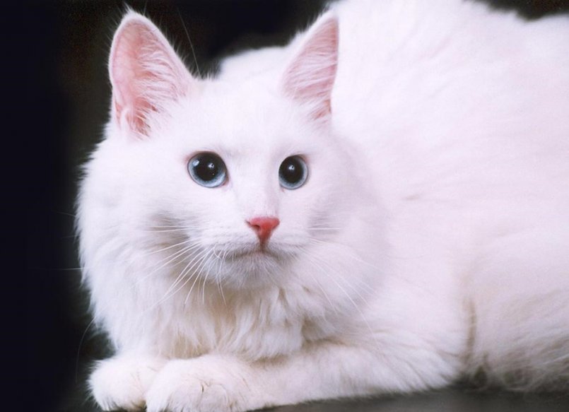 Турецкая ангора: все о кошке, фото, описание породы, характер, цена