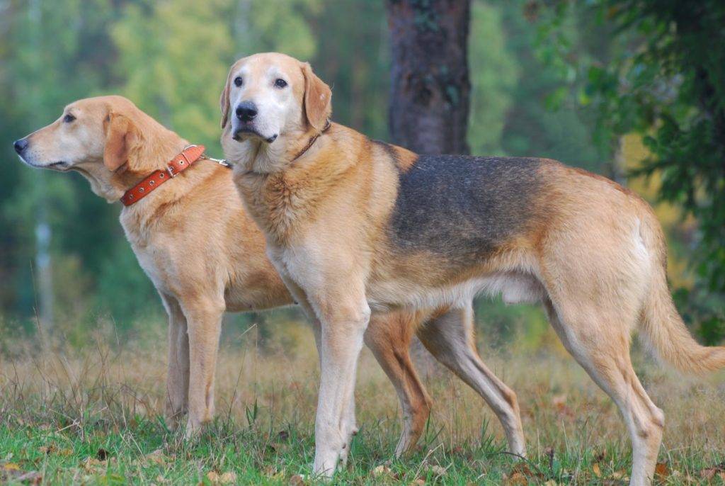 Клички для охотничьих собак кобелей гончих