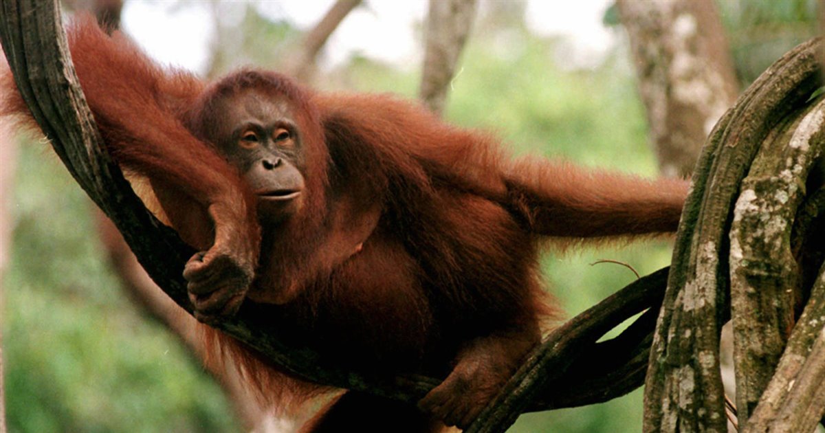 Человек по дарвину • шимпанзе, орангутаны, эволюция человека...