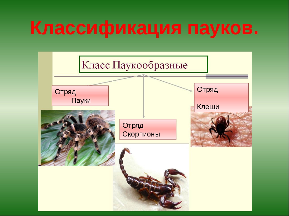 Императорские скорпионы: описание, где обитают, ядовиты или нет :: syl.ru