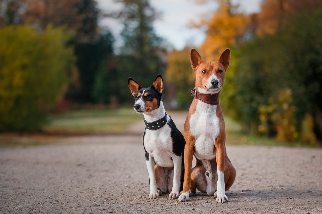 Басенджи: описание породы, характер собаки и щенка, фото, цена