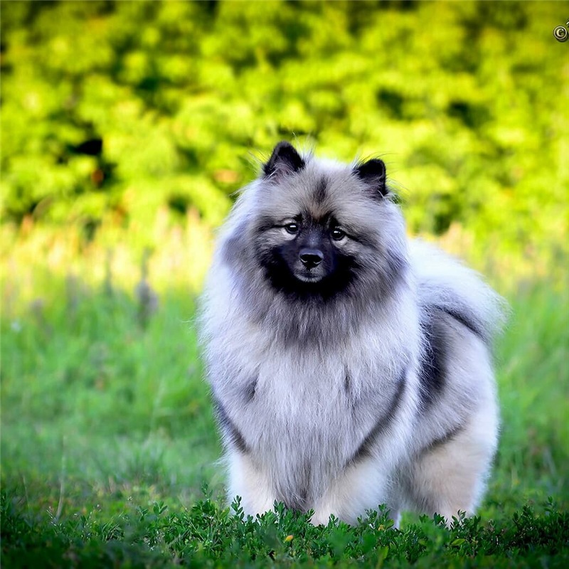 Немецкая волчья собака кеесхонд, описание породы и характер