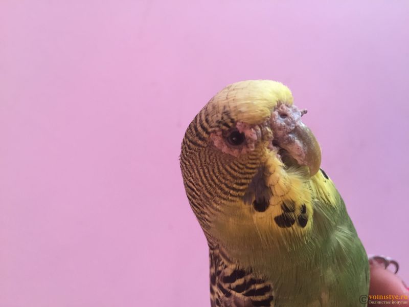 Какие болезни клюва встречаются у волнистых попугаев
