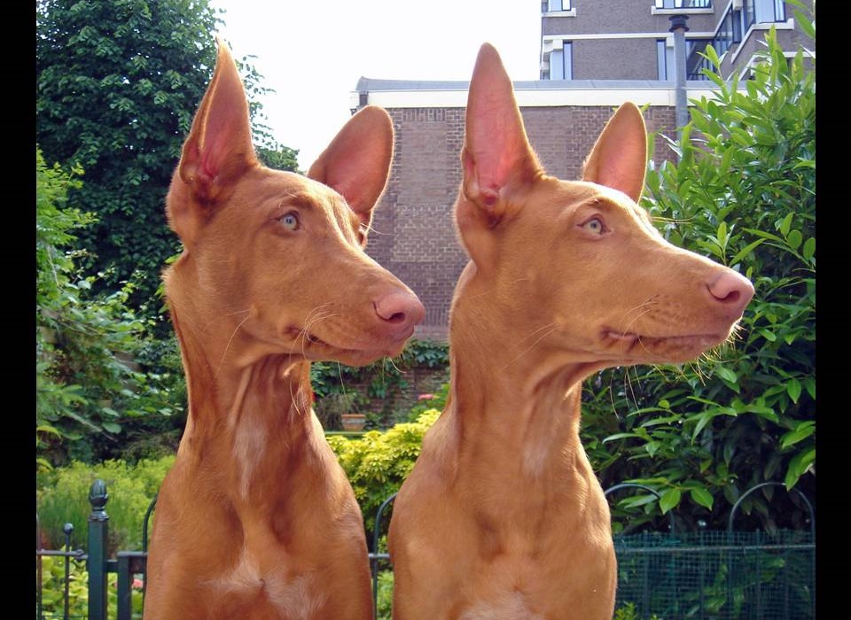 Фараонова собака — роскошь и элегантность породы