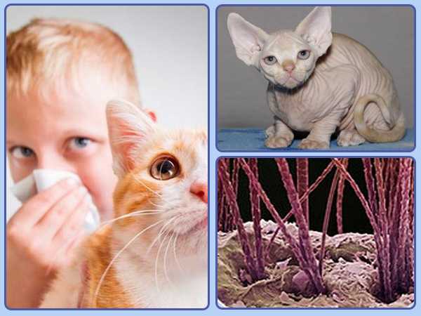 Топ животных для аллергиков