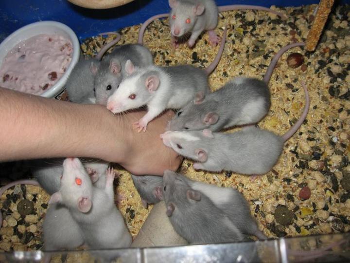 Сколько живут крысы дамбо, и как продлить этот срок