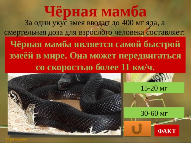Мамба черная змея. образ жизни и среда обитания чёрной мамбы | живность.ру