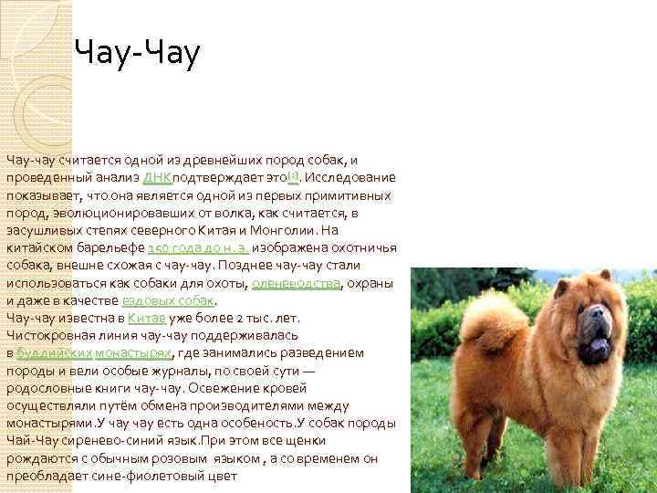 Чау-чау: подробное описание породы собак (с фото и видео)