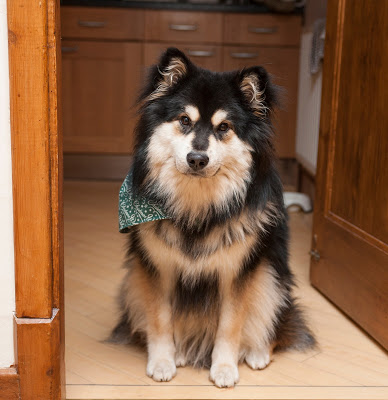 Шведский лаппхунд (лапландский шпиц): описание породы с фото и видео – про собак от а до я на glamour-dog.ru