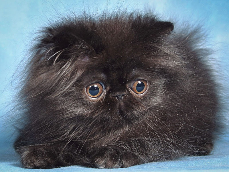 Американский бобтейл: редкая порода короткохвостых кошек из сша - мир кошек