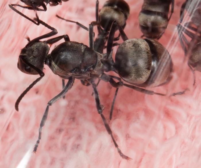  атлас муравьёв » polyrhachis illaudata walker, 1859