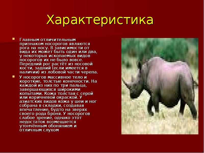 Вид: rhinoceros sondaicus = яванский носорог