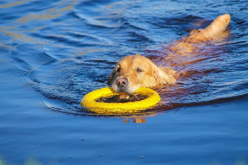 Можно ли купать собаку в жару
можно ли купать собаку в жару