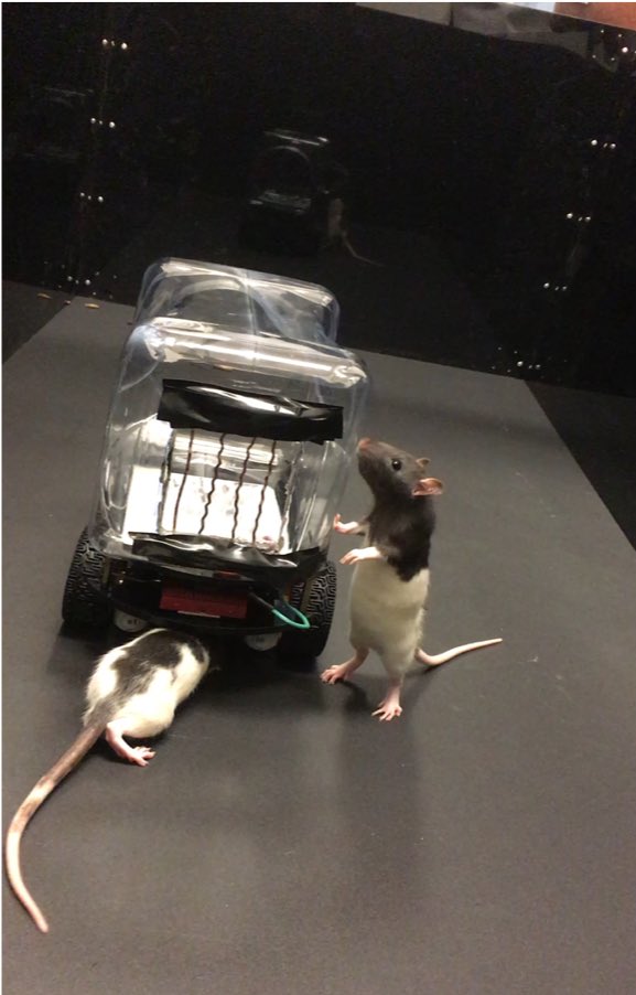 Как правильно и в чем перевозить крысу