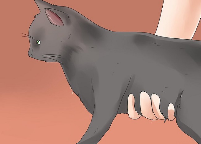 Как приручить котёнка к рукам: советы специалистов