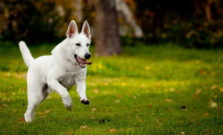 История происхождения породы собак белая швейцарская овчарка или бшо.