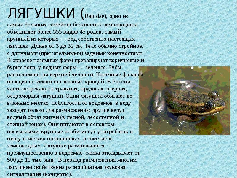 Описание остромордой лягушки из красной книги