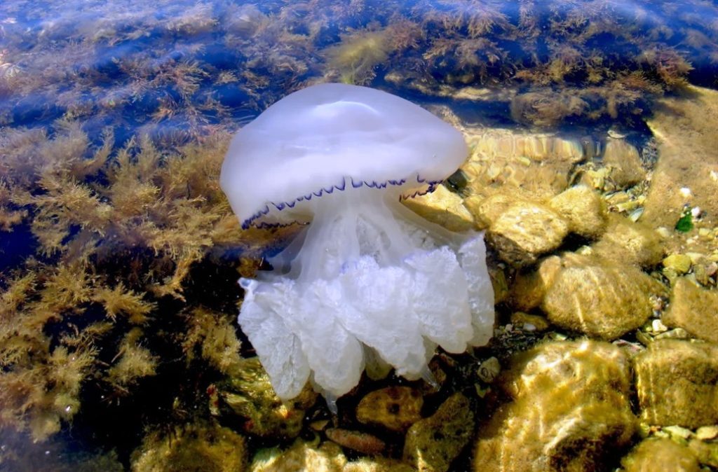 Корнерот — самая опасная медуза черного моря