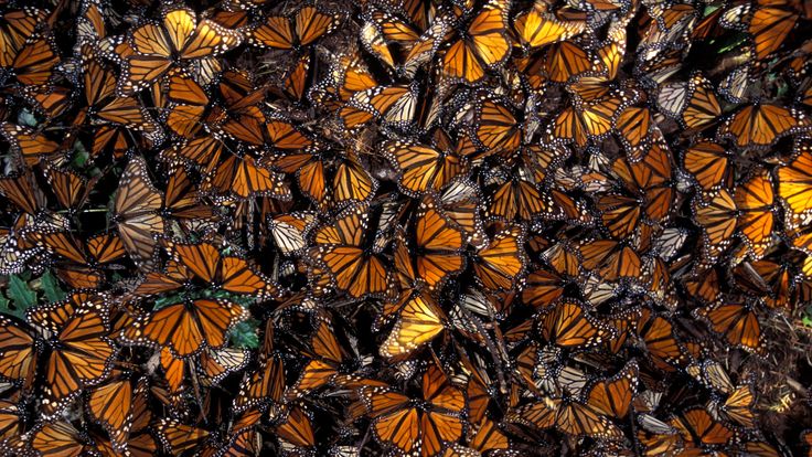 Бабочка монарх. образ жизни и среда обитания бабочки монарх