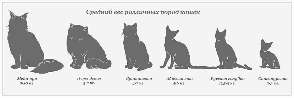 Развитие котят по неделям и месяцам. возраст котенка, этапы развития