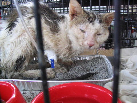Злокачественные новообразования, индуцируемые вирусом лейкоза кошек - ветеринарная клиника ситивет
