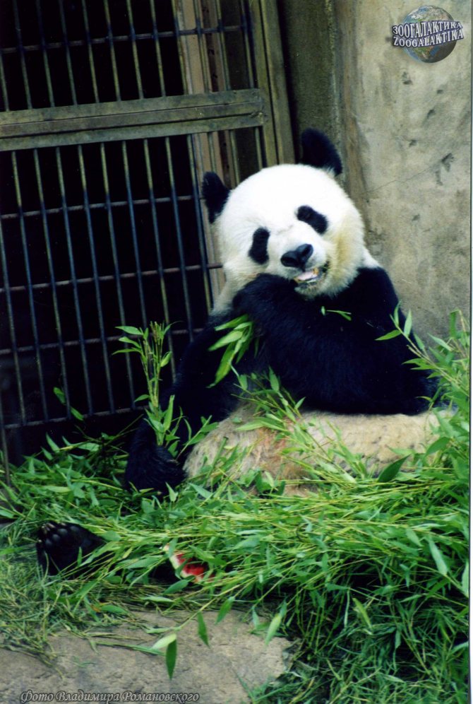 Панда животное. образ жизни и среда обитания панды | животный мир