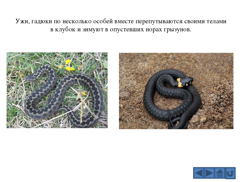 Уж фото змеи и описание как отличить