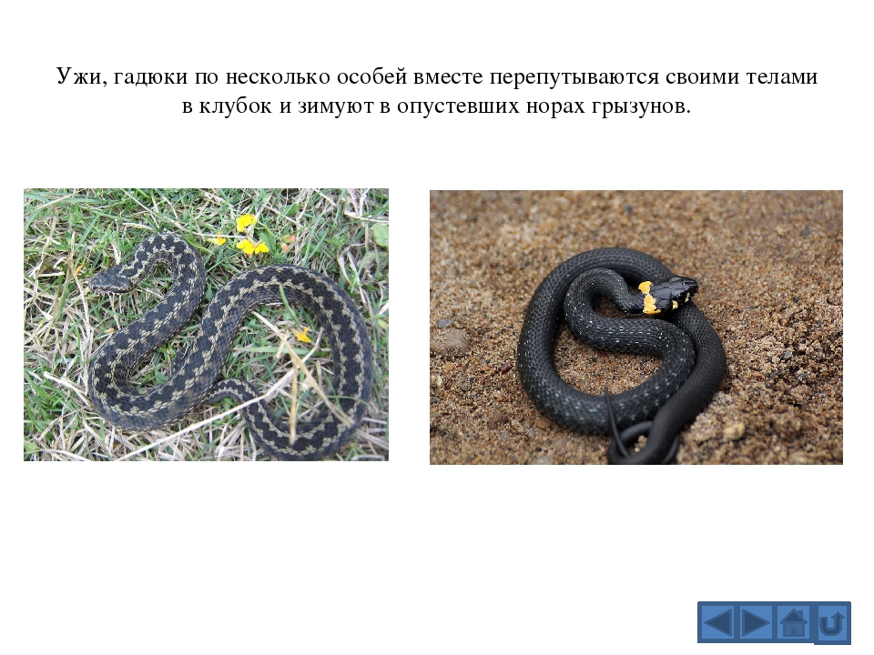 Различия гадюки и ужа 3 класс. Гадюка обыкновенная отличие от ужа. Уж обыкновенный и гадюка обыкновенная сходства и различия. Уж змея и гадюка сходства. Различия обыкновенного ужа от гадюки.