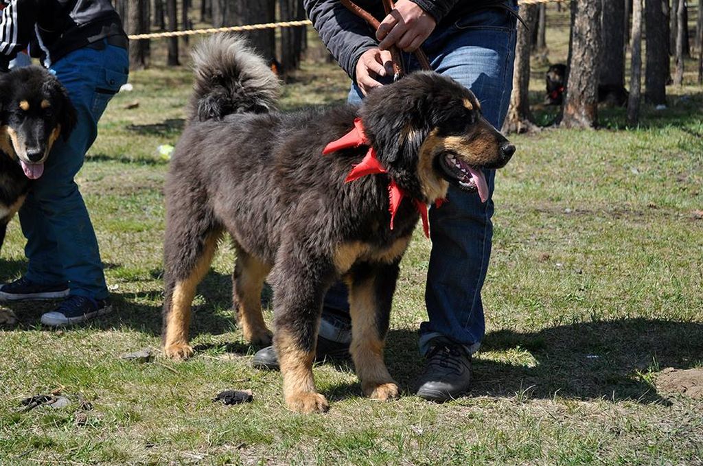 Банхар – монгольская овчарка: характеристика породы